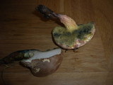 Boletus ripariellus image