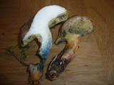 Boletus ripariellus image