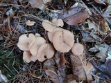 Clitocybe diatreta image