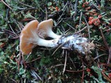 Clitocybe diatreta image