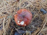 Russula xerampelina image