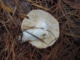 Russula xerampelina image