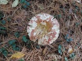 Russula xerampelina image