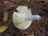 Russula xerampelina image