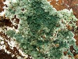 Trichoderma viride image