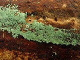 Trichoderma viride image