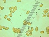 Hypholoma capnoides image