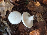 Clitocybe robusta image