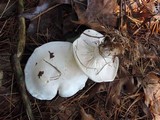Clitocybe robusta image