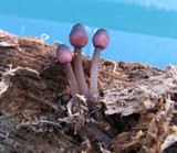 Mycena purpureofusca image