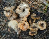 Gomphus bonarii image