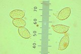 Gomphus bonarii image