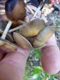 Hypholoma marginatum image