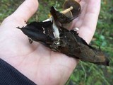 Hypholoma marginatum image