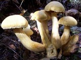 Gymnopilus ventricosus image