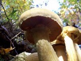 Gymnopilus ventricosus image