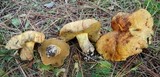Suillus tomentosus image