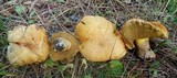 Suillus tomentosus image