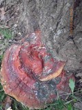 Ganoderma sessile image