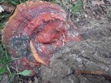 Ganoderma sessile image