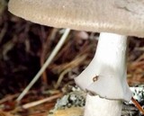 Amanita porphyria image