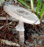 Amanita porphyria image