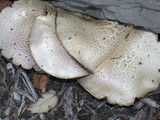 Agrocybe dura image