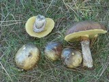 Suillus luteus image