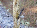 Claviceps purpurea image