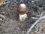 Amanita pachycolea image