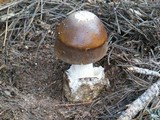 Amanita pachycolea image