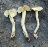 Tricholoma saponaceum image