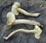 Tricholoma saponaceum image