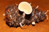 Baeospora myosura image