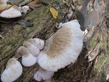 Lentinellus ursinus image