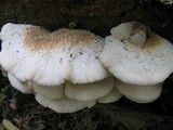Lentinellus ursinus image
