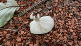 Melanoleuca brevipes image