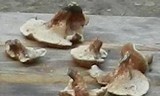 Sarcodon scabrosus image