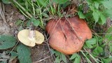 Tricholomopsis rutilans image