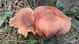 Tricholomopsis rutilans image