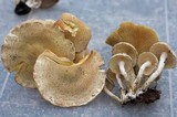 Pholiota angustipes image