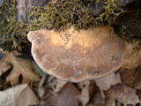 Daedalea quercina image