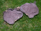 Calvatia cyathiformis image