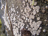 Xylobolus frustulatus image