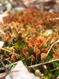 Peltigera didactyla image