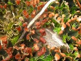 Peltigera didactyla image