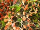 Peltigera didactyla image