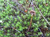 Psilocybe montana image