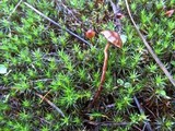 Psilocybe montana image
