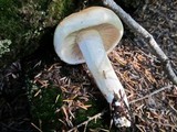 Hygrophorus bakerensis image